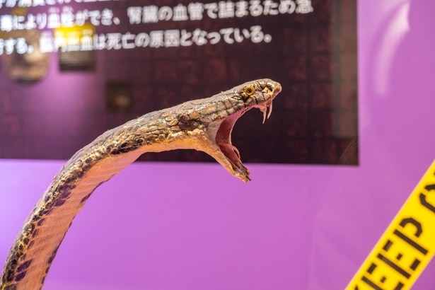 毒ヘビといったら、キングコブラ！鋭い毒牙が、すごいスピードで襲いかかってくる