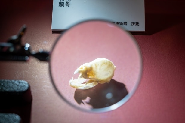 吸血コウモリのナミチスイコウモリ。その頭骨は虫メガネを使って観察できる