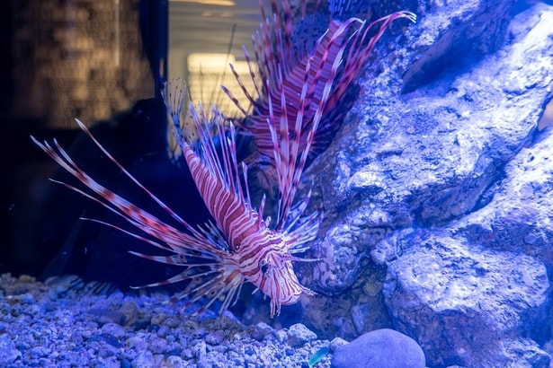 「Don't touch pool」の中には、東京湾で見られる魚が泳いでいる。写真はハナミノカサゴ