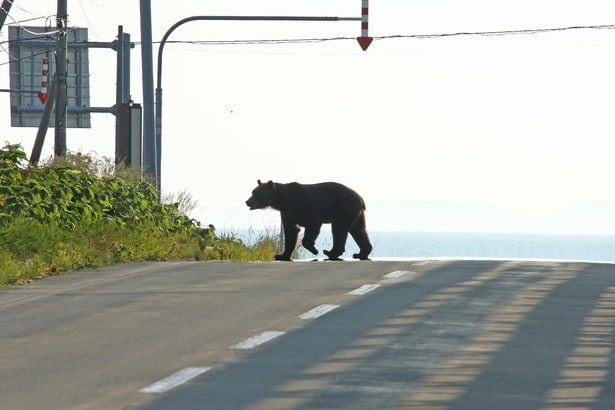 食への執着がクマを人里へ降りてこさせる最も大きい要因だという　※画像はイメージです