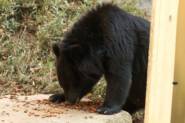 【画像】木の実を食べるクマ※画像はイメージです。