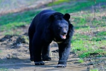 【プロに聞く】日常と切り離せないクマ問題。命と安全を守るための「正しい向き合い方」とは？