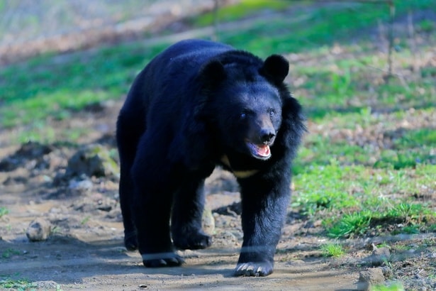 【プロに聞く】日常と切り離せないクマ問題。命と安全を守るための「正しい向き合い方」とは？