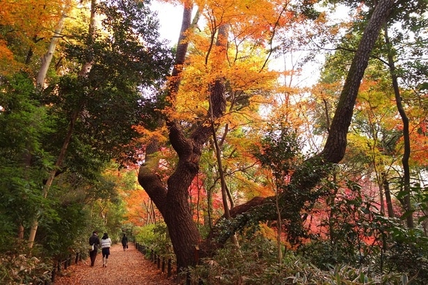  紅葉の時期の物語の松