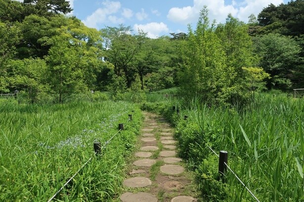 目の前の大通りから一歩入っただけで、空気が変わる。森を感じる場所