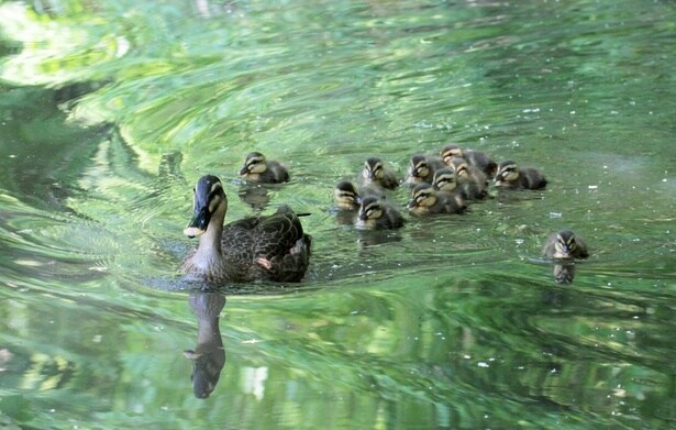  時代が変わっても守られ続けた森にすむ動物たち