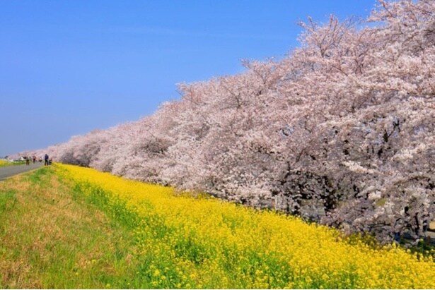 熊谷桜堤のソメイヨシノと菜の花/熊谷桜堤の桜