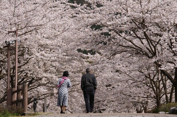 今見頃&間もなく見頃の桜スポットをピックアップ(写真は和らぎの道(七谷川沿い)の桜)