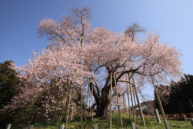 樹齢600年を超える一本桜/戸津辺の桜