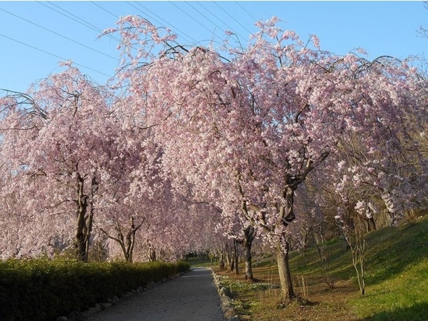 カーテンのように桜の花が広がる/常陸風土記の丘の桜