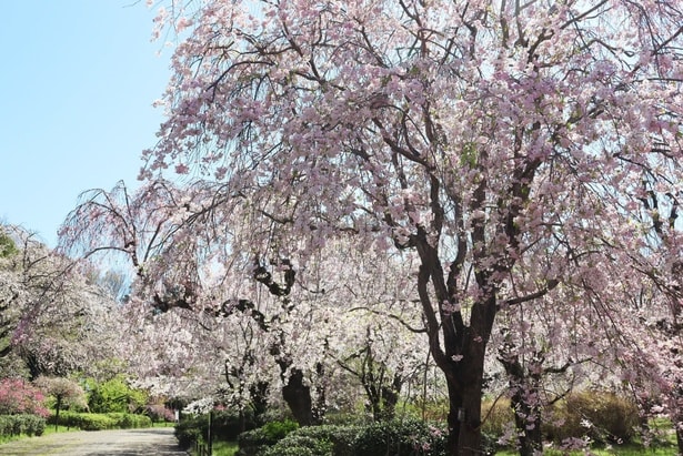 さくら園に広がる枝垂桜のトンネル/都立神代植物公園の桜