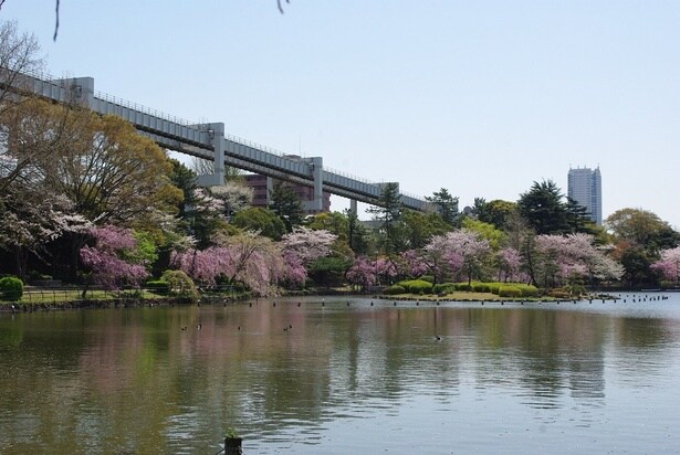 綿打池のほとりでさまざまな桜の花が見頃を迎える/千葉公園の桜