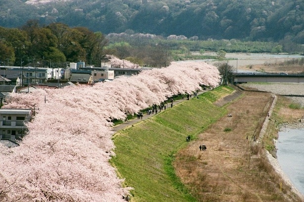 満開の桜が並ぶ光景は圧巻/多摩川堤防沿いの桜