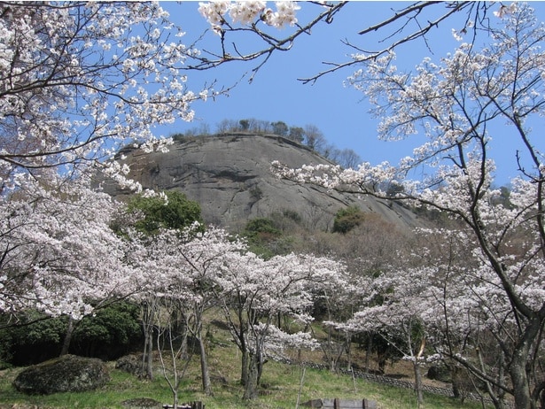桜のピンクと山の緑との調和が美しい/岩殿山丸山公園の桜