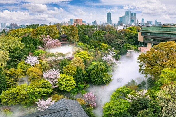 歴史あるホテルの敷地内を桜が彩る/ホテル椿山荘東京の桜