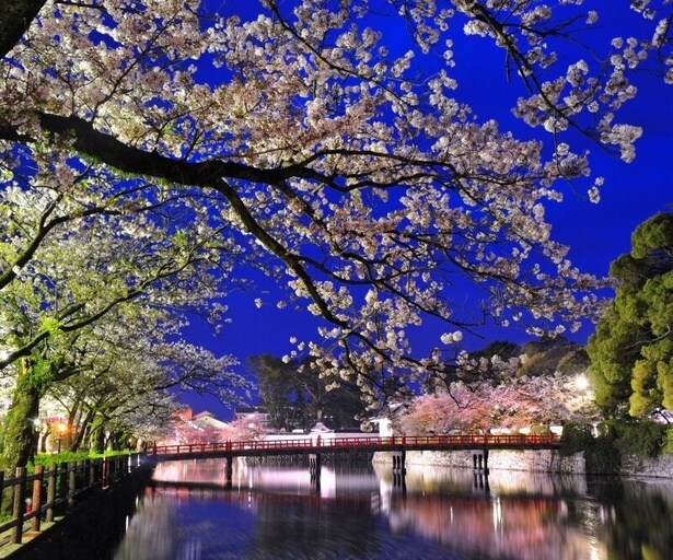 照明に照らされた幻想的な雰囲気をまとった桜/小田原城址公園の桜