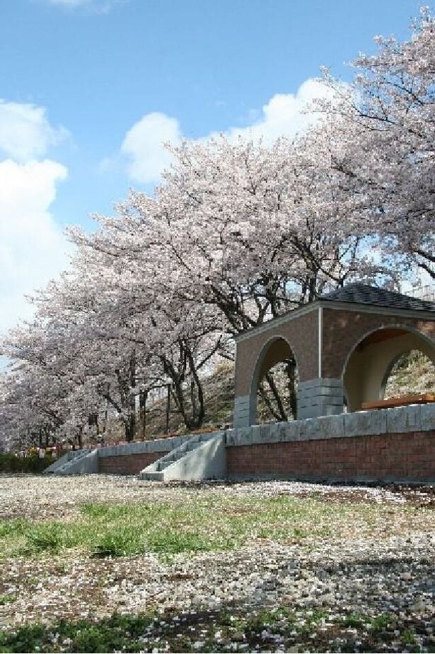 勝沼ぶどう郷駅沿いに咲くソメイヨシノ/甚六桜