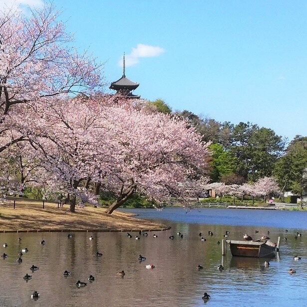 歴史的建造物と桜が調和する、風情豊かな景観を楽しめる/三溪園の桜