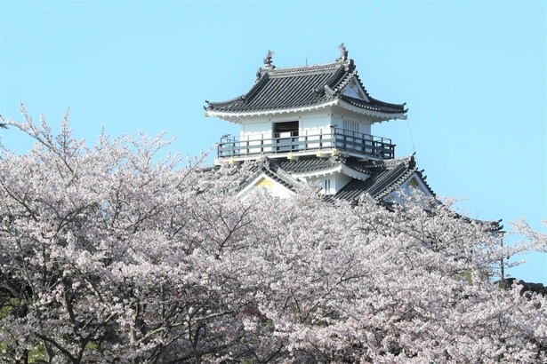 浜松城と満開の桜のコラボレーションが楽しめる/浜松城公園の桜