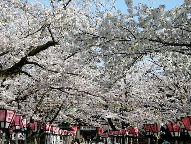 満開の桜のトンネルを楽しむことができる/三嶋大社の桜