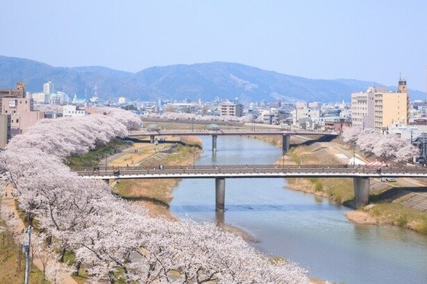 足羽川の堤防に桜が咲き乱れる/足羽川桜並木