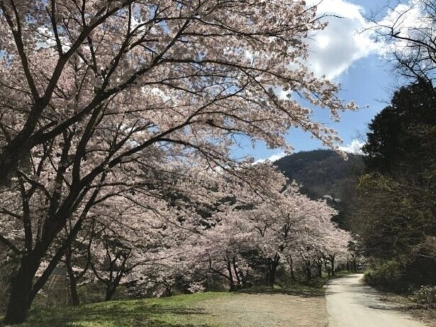 参道をのんびり歩きながら桜を鑑賞できる/山の神千本桜