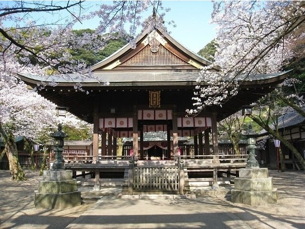 境内で優雅に咲くソメイヨシノ/金崎宮(金ヶ崎公園)の桜