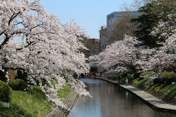 遊覧船から見上げるソメイヨシノも一興/松川公園の桜
