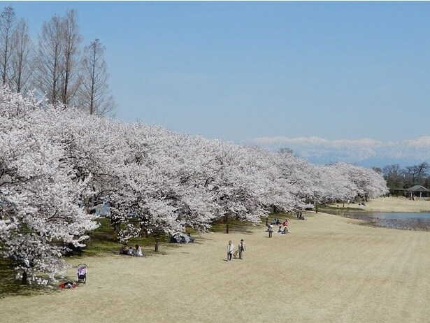 北アルプスを背景に咲き誇るソメイヨシノ/富山県中央植物園の桜
