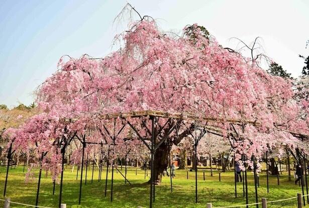 上賀茂神社のシンボルとも言える紅しだれ/上賀茂神社の桜