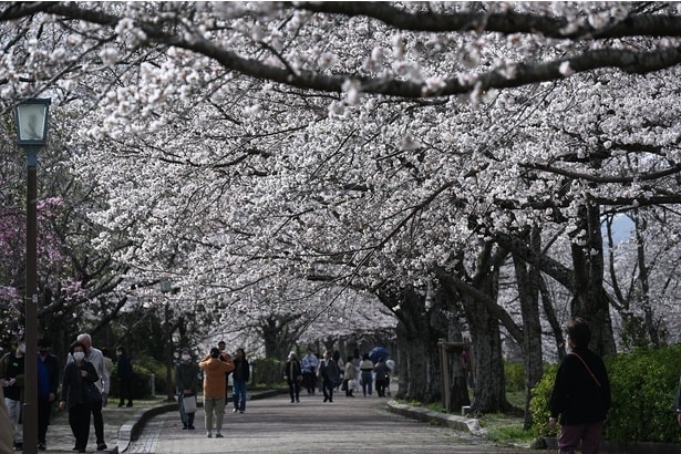 桜色のグラデーションが魅力/七谷川・和らぎの道の桜
