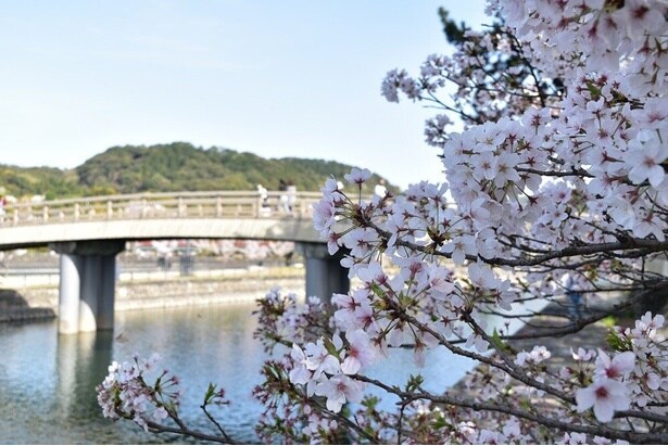 京都府立宇治公園と左岸をつなぐ木製の橋/宇治橋上流の桜
