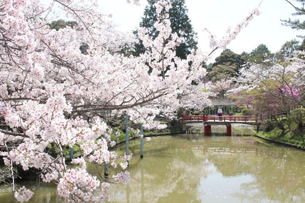 約1000本のソメイヨシノやツツジが咲く園内/津偕楽公園の桜