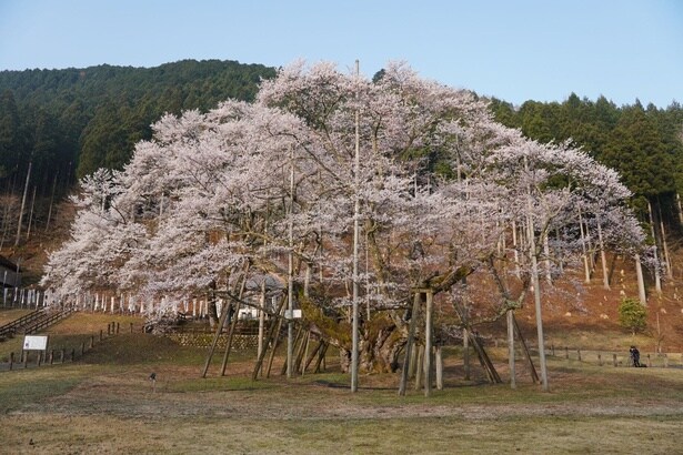 樹齢1500余年の壮大な桜/根尾谷淡墨桜