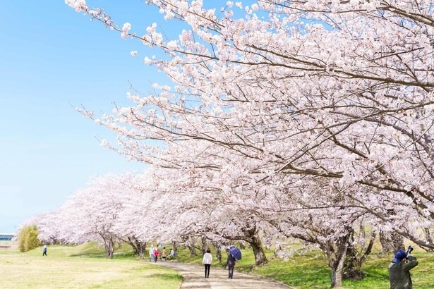 「一目千本」と呼ばれる約1キロの桜並木が続く/宮川堤の桜