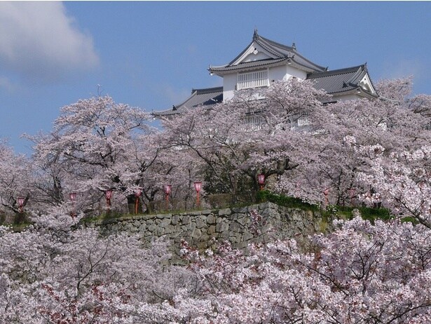 津山城と豪華な桜が一望できる/津山城(鶴山公園)の桜