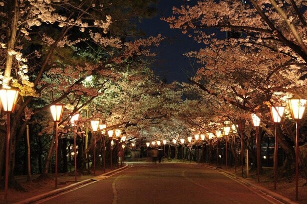ライトアップされた桜を観賞しながら散歩を楽しもう/日岡山公園の桜