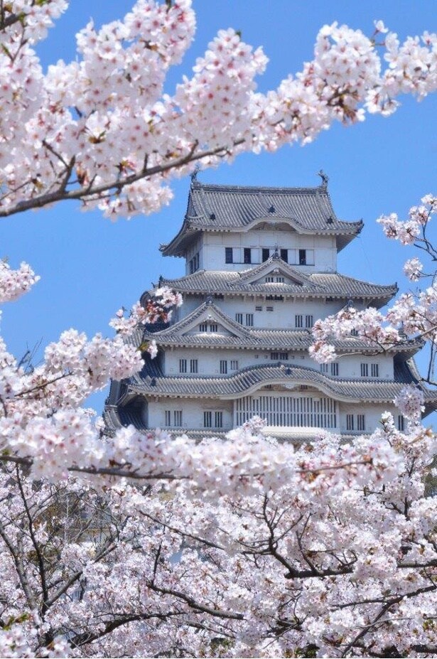 世界文化遺産・国宝姫路城と桜が楽しめる/姫路城の桜