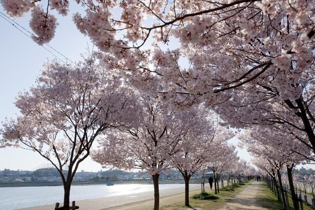 片方には池の青、もう片方には桜のピンクの2色の光景を楽しめる/狭山池公園の桜