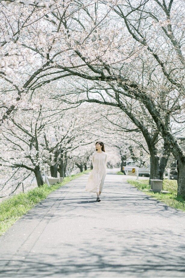 桜に囲まれたトンネルを歩く/井原堤の桜