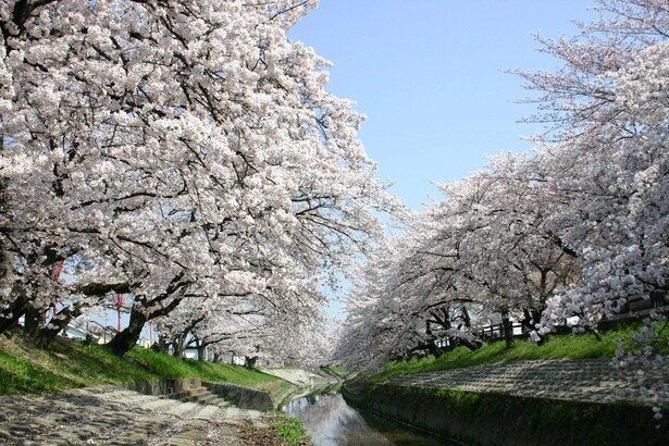 川辺に桜の木が立ち並び、水面に花びらを映す/高田千本桜