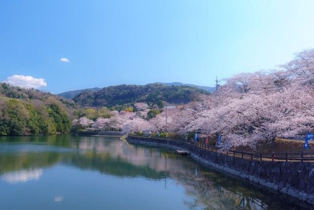 ダム湖の周りを桜が彩る/たからだの里さいた(戸川ダム)の桜