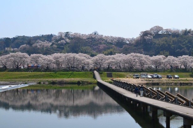 堤防沿いが桜で埋め尽くされる/斐伊川堤防桜並木