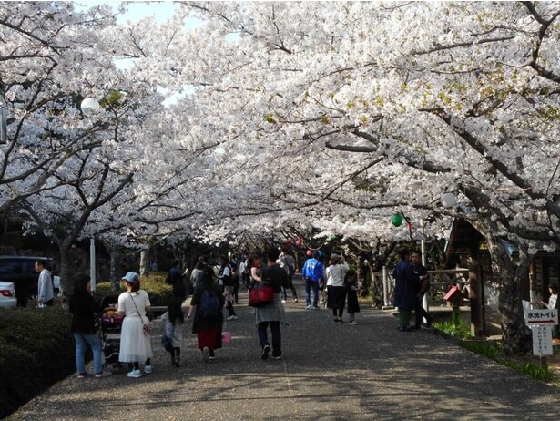 公園内に、空を覆うほど桜が咲き誇る/公渕森林公園の桜