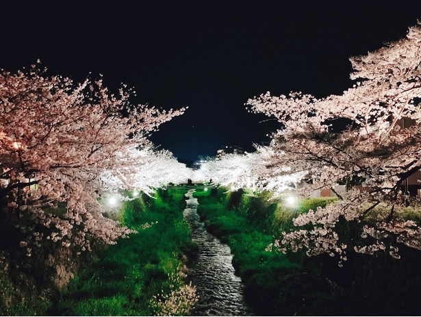 川岸の緑とピンクの対比が美しい/一の坂川の桜