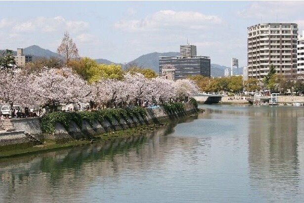 旧太田川沿いに続くソメイヨシノの並木/平和記念公園の桜