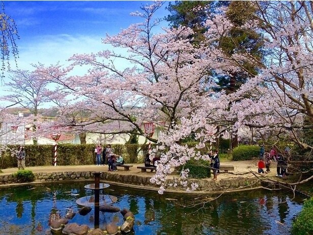 打吹公園内を彩る桜/打吹公園の桜