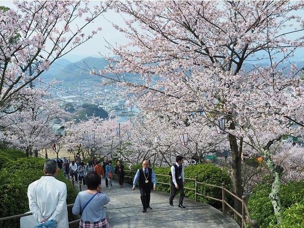 桜並木を楽しみながら散歩できる/尾道市千光寺公園の桜