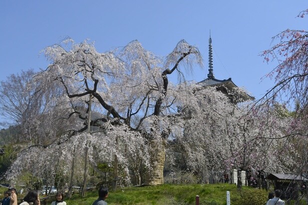 歴史を感じさせる佇まいのしだれ桜/浄専寺のしだれ桜