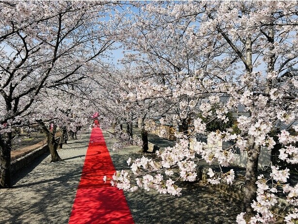 ソメイヨシノや山桜などが山いっぱいに広がる/菊池公園の桜